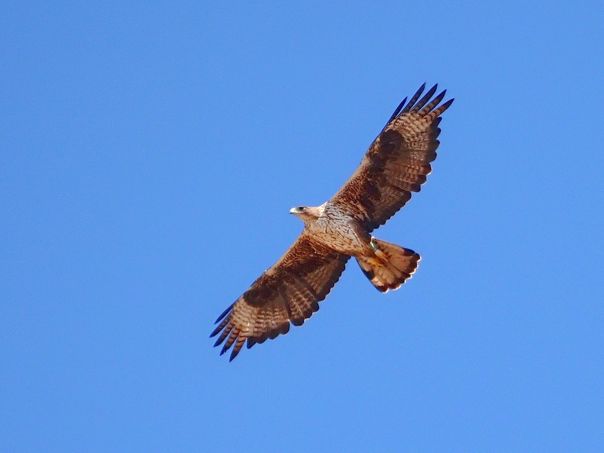 Харсун бүргэд - ML642799925