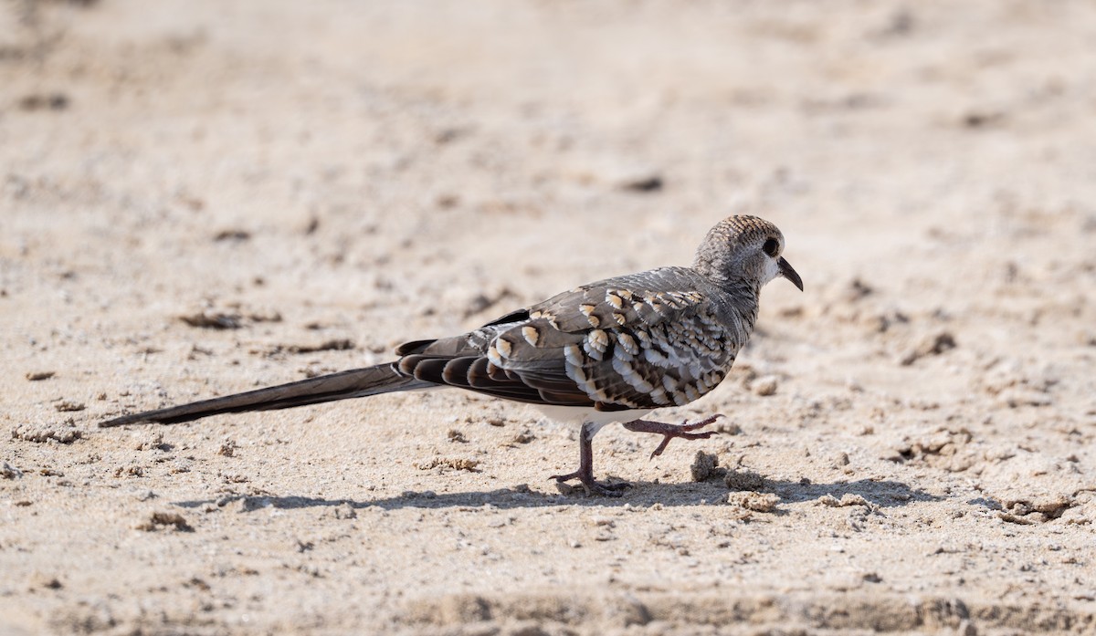 Namaqua Dove - ML642799926