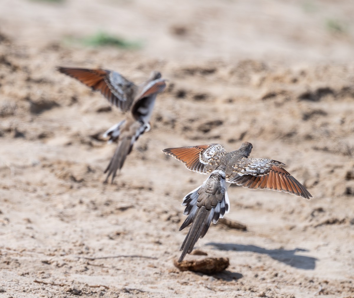 Namaqua Dove - ML642799927