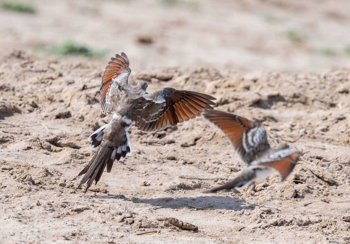 Namaqua Dove - ML642799928