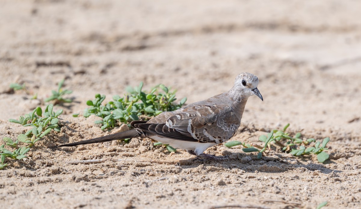 Namaqua Dove - ML642799929