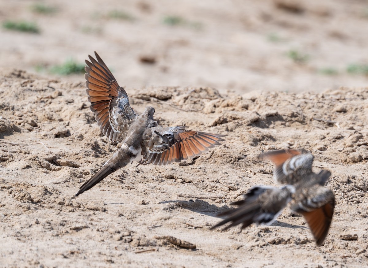 Namaqua Dove - ML642799930