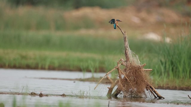 Common Kingfisher - ML642799943