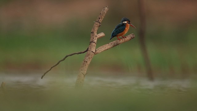 Common Kingfisher - ML642799956