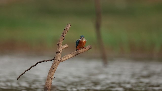 Common Kingfisher - ML642799957