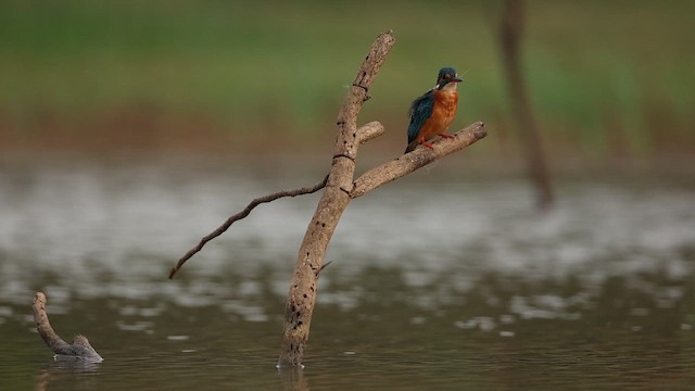 Common Kingfisher - ML642799959