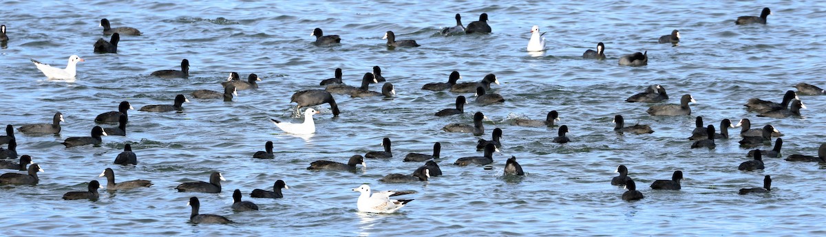 Халзан түнжүүр - ML642799971