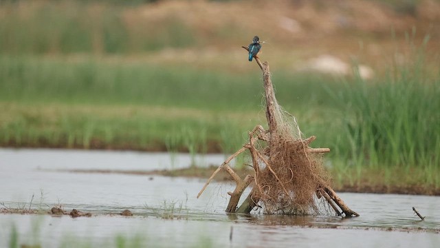 Common Kingfisher - ML642799974
