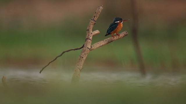 Common Kingfisher - ML642799975
