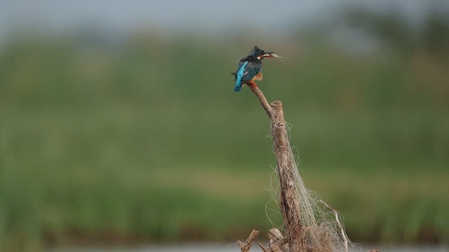 Common Kingfisher - ML642799976