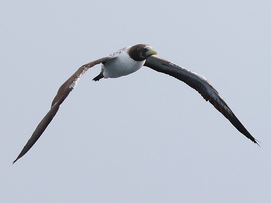 Masked Booby - ML642799977