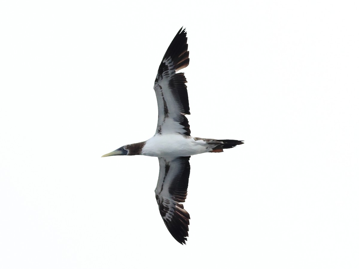 Masked Booby - ML642799978