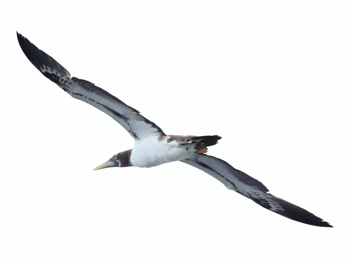 Masked Booby - ML642799979