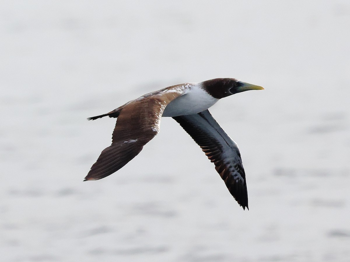 Masked Booby - ML642799980