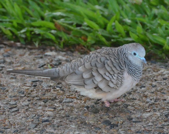Peaceful Dove - ML642799994