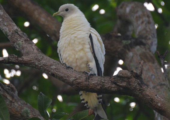 Torresian Imperial-Pigeon - ML642799995