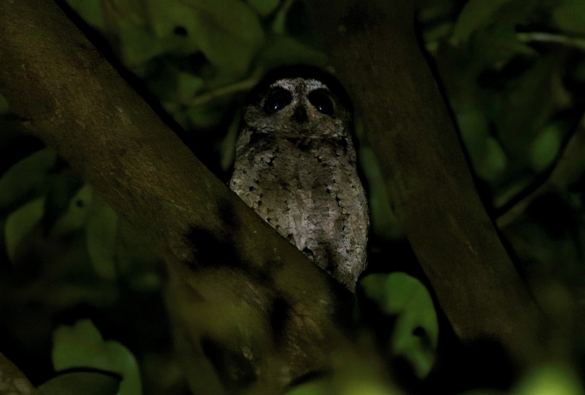 Collared Scops-Owl - ML642799997