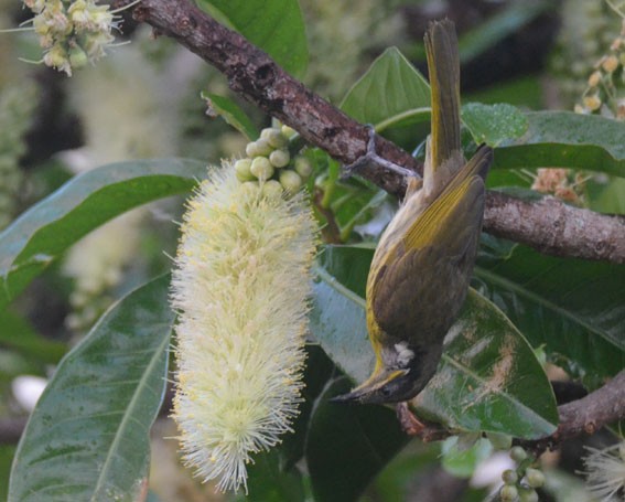 Varied Honeyeater - ML642800002
