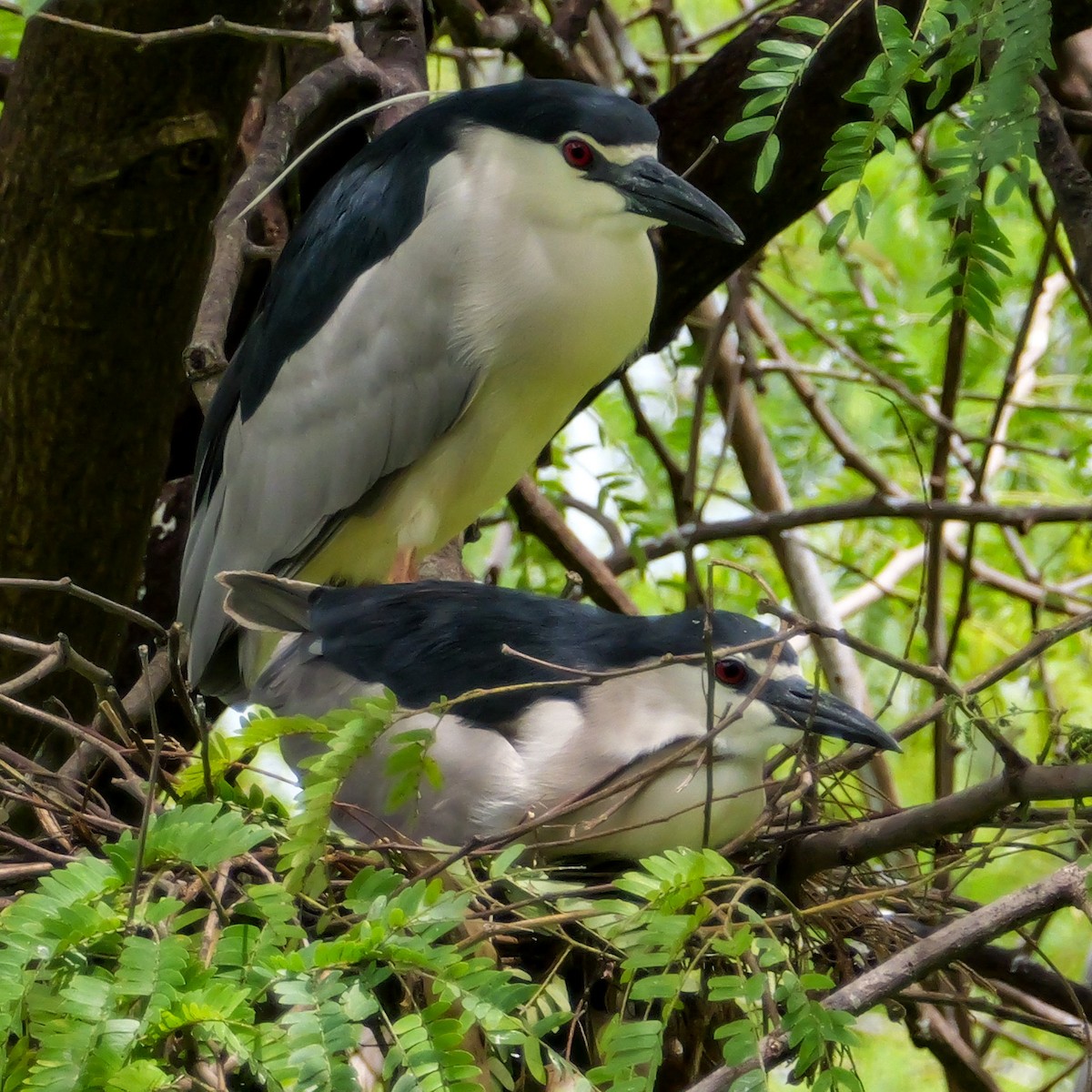 Black-crowned Night Heron - ML642800004