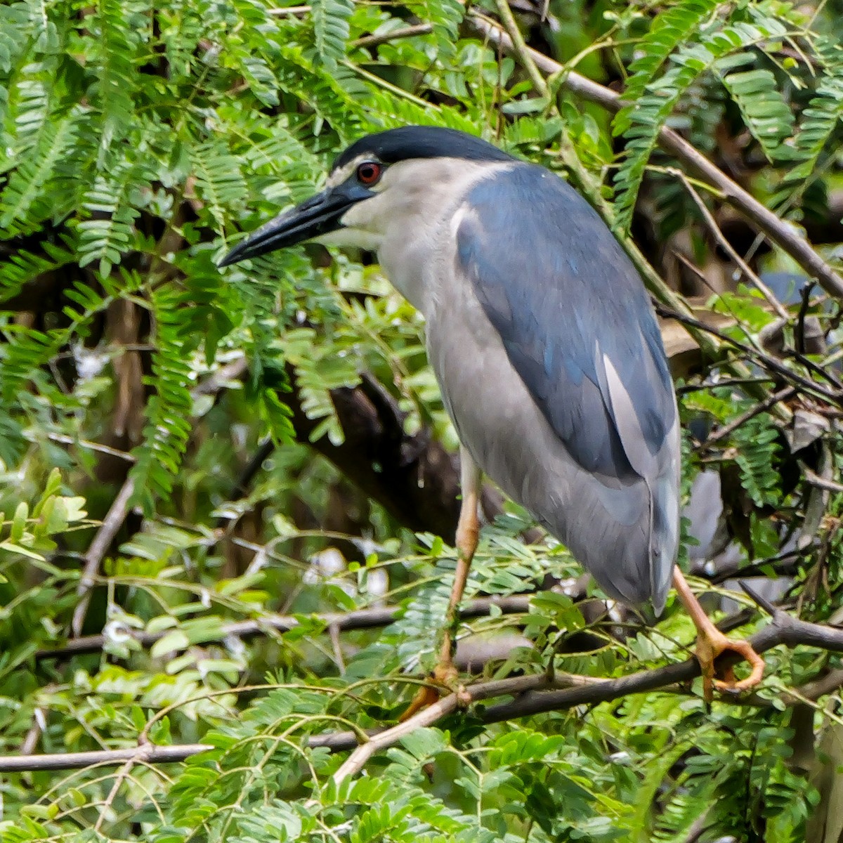 Black-crowned Night Heron - ML642800005