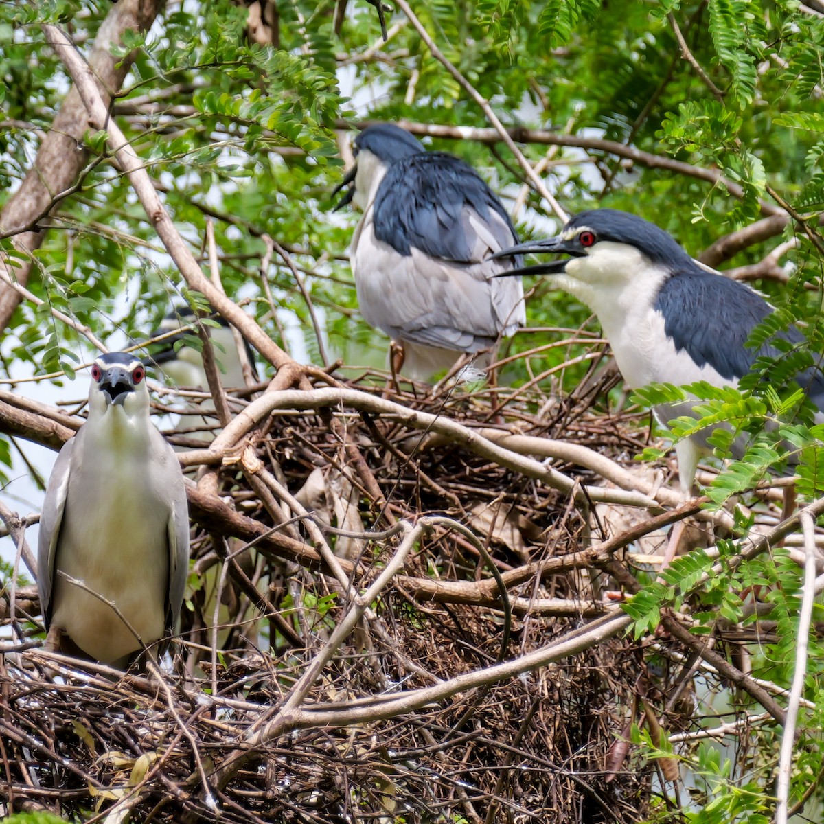 Black-crowned Night Heron - ML642800006