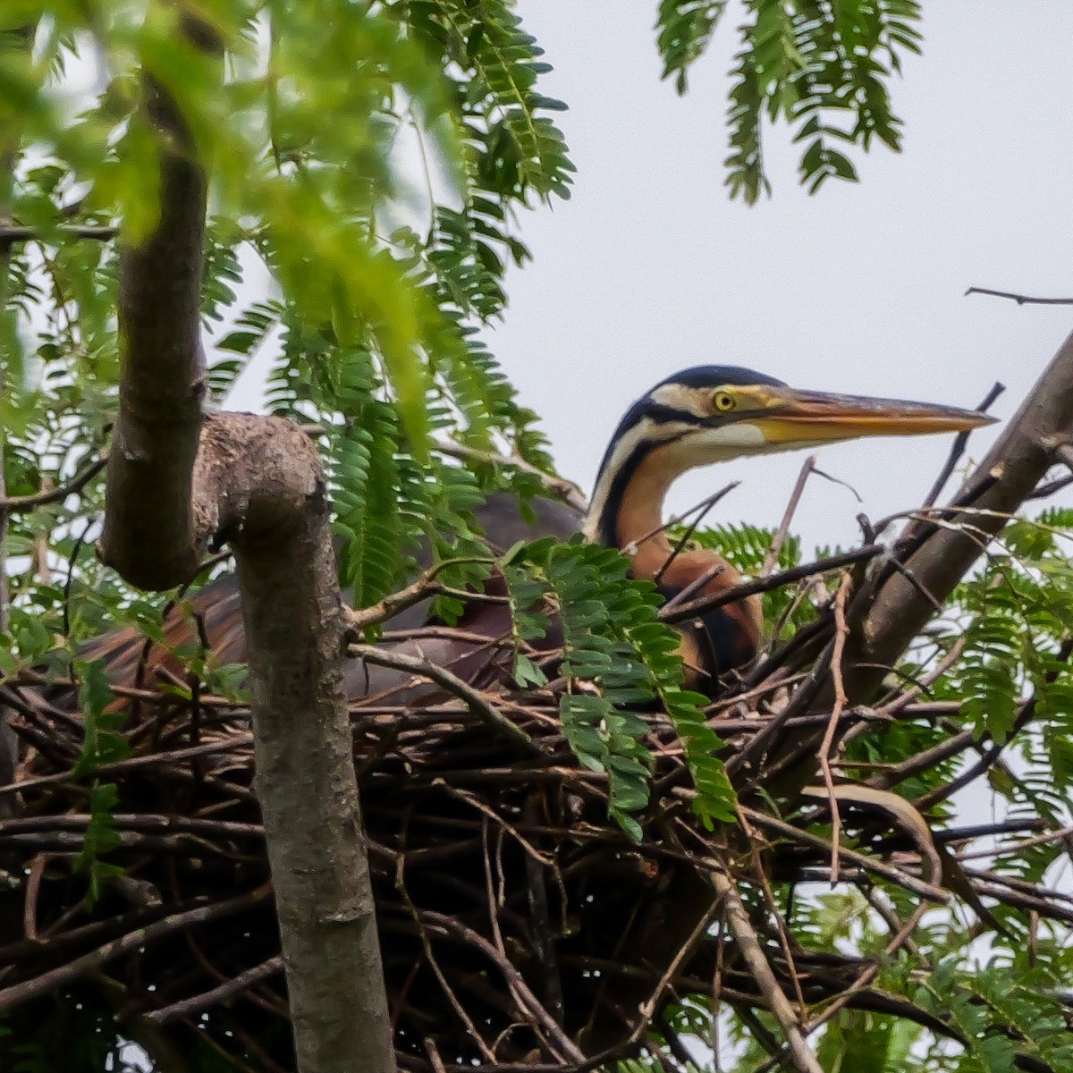 Purple Heron - ML642800012