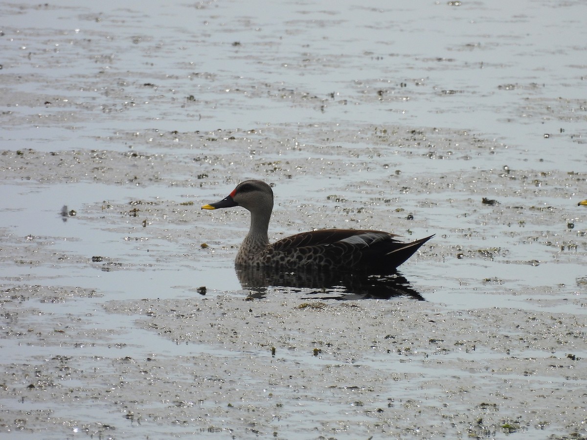 Indian Spot-billed Duck - ML642800013