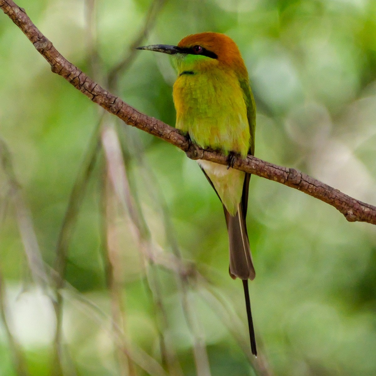 Asian Green Bee-eater - ML642800018