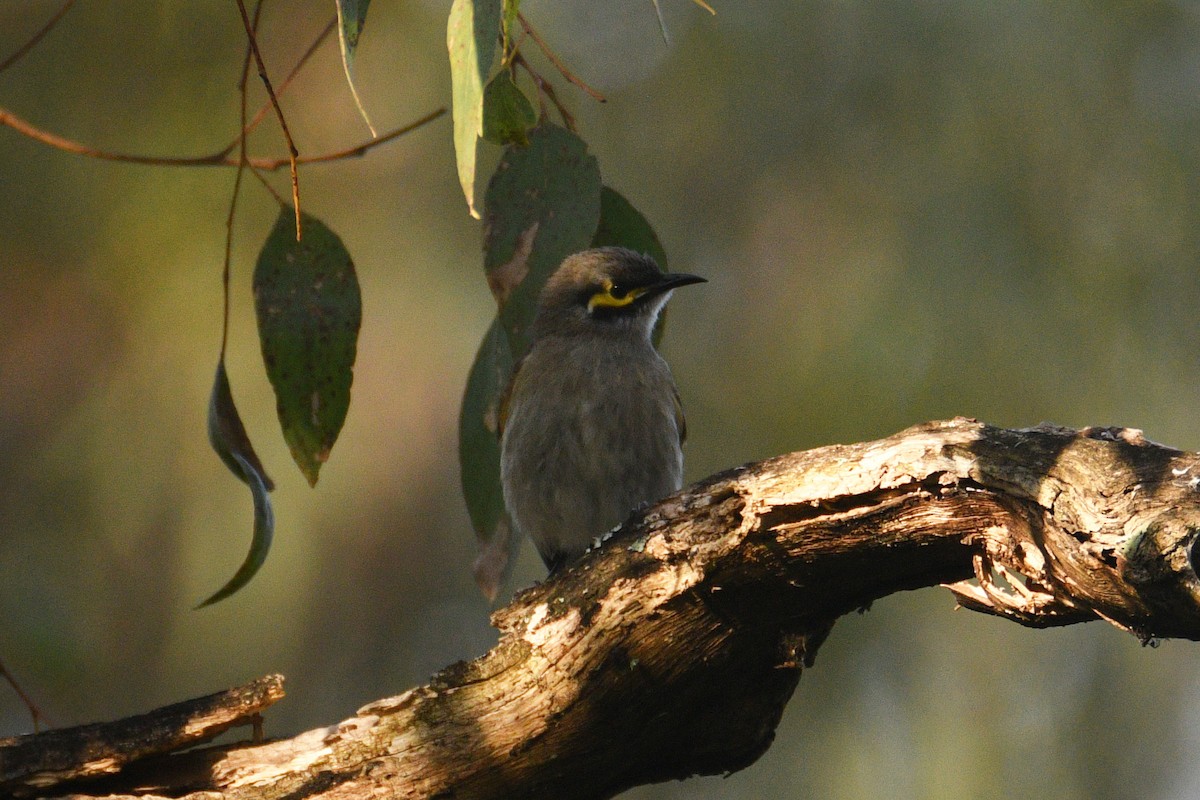 Yellow-faced Honeyeater - ML642800020