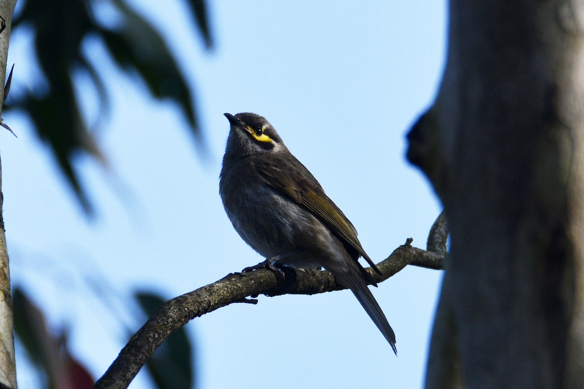 Yellow-faced Honeyeater - ML642800021