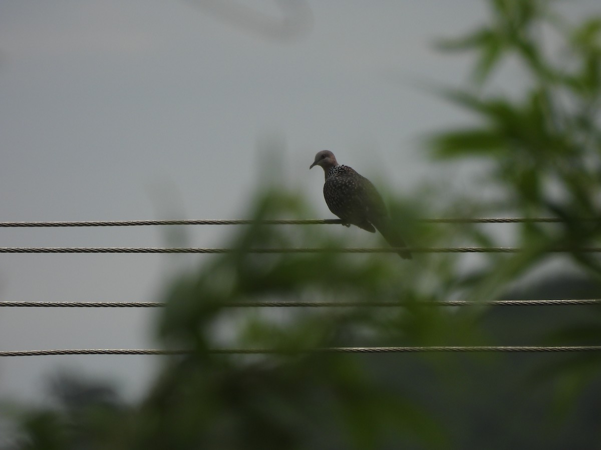 Spotted Dove - ML642800026