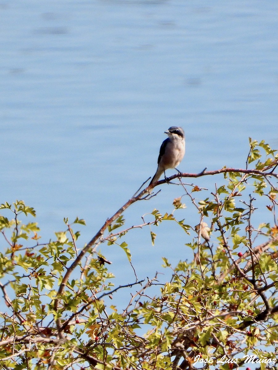 Iberian Gray Shrike - ML642800027