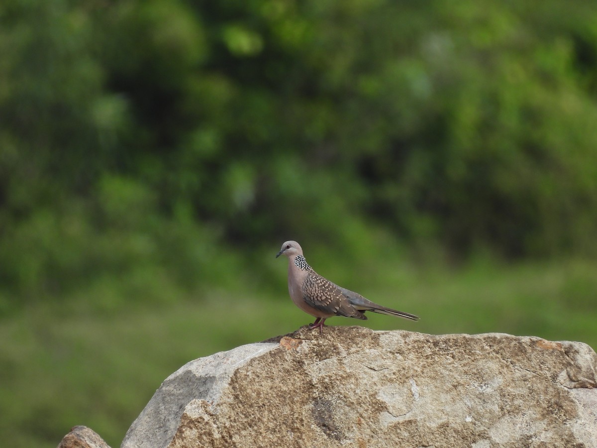 Spotted Dove - ML642800034