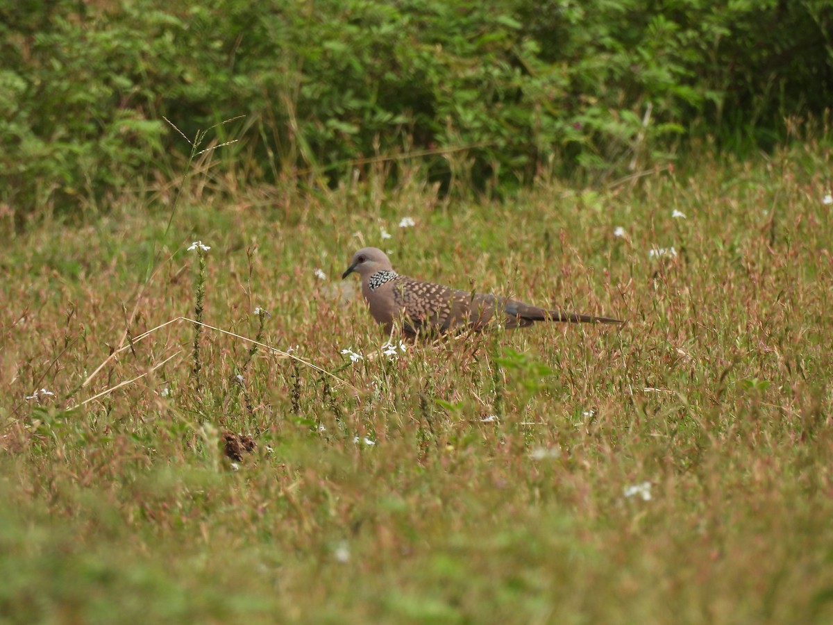 Spotted Dove - ML642800037