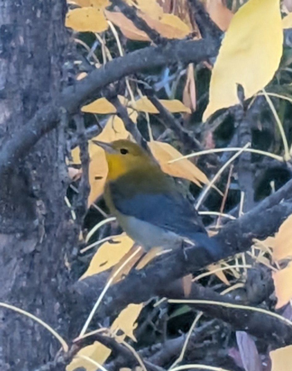 Prothonotary Warbler - ML642800042