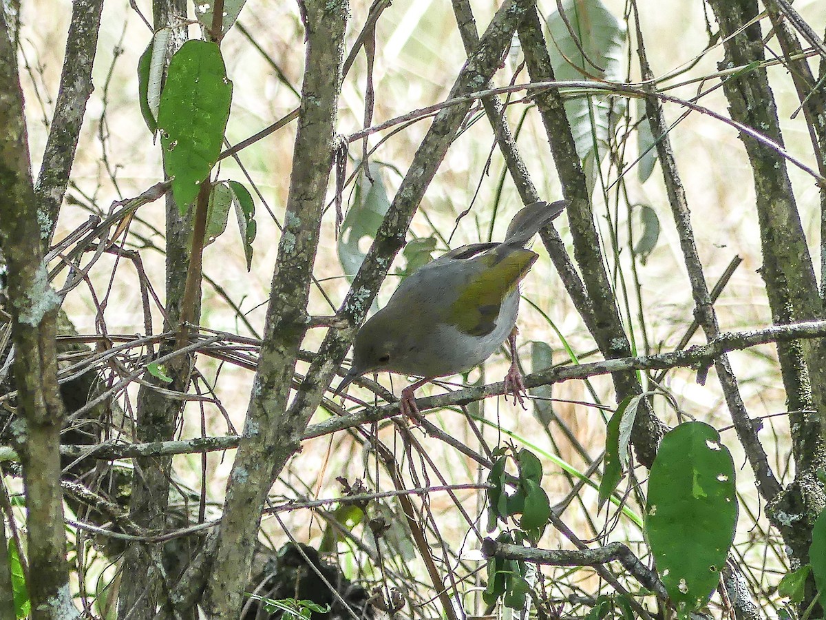 Green-backed Camaroptera - ML642800045