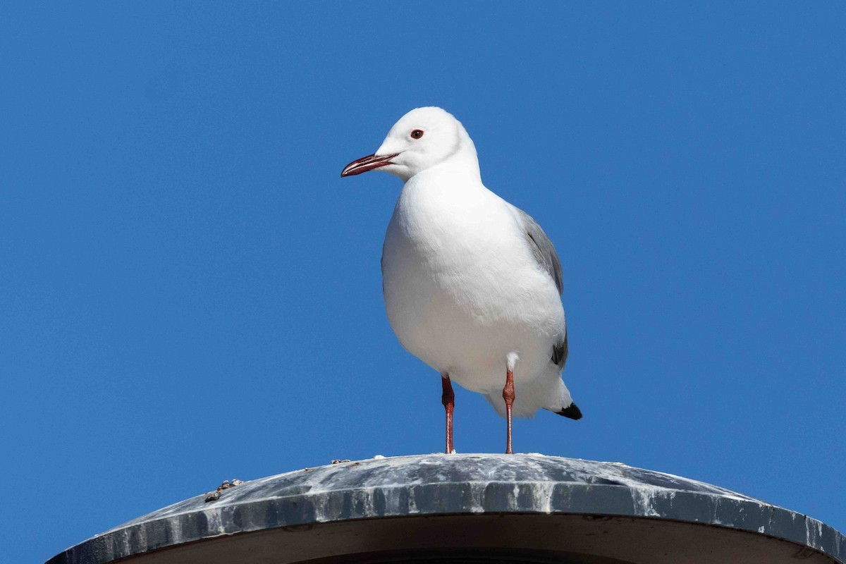 Hartlaub's Gull - ML642800058
