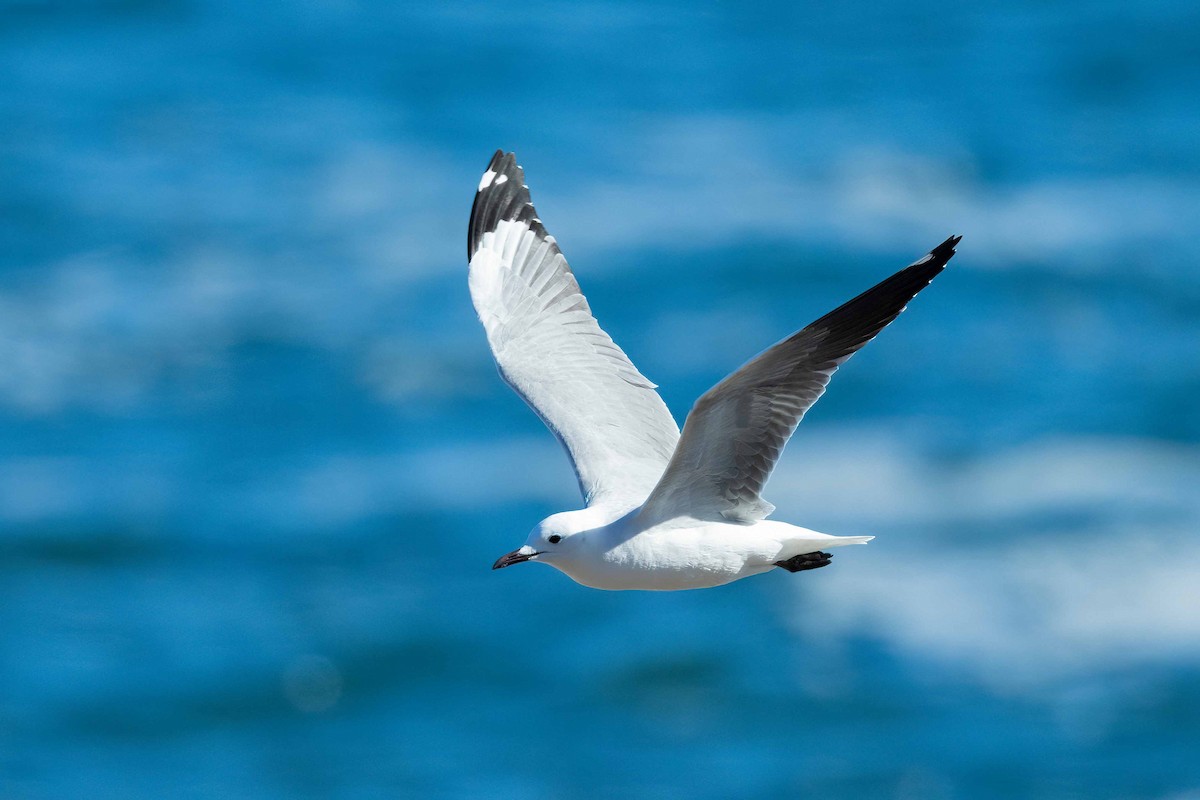Hartlaub's Gull - ML642800059
