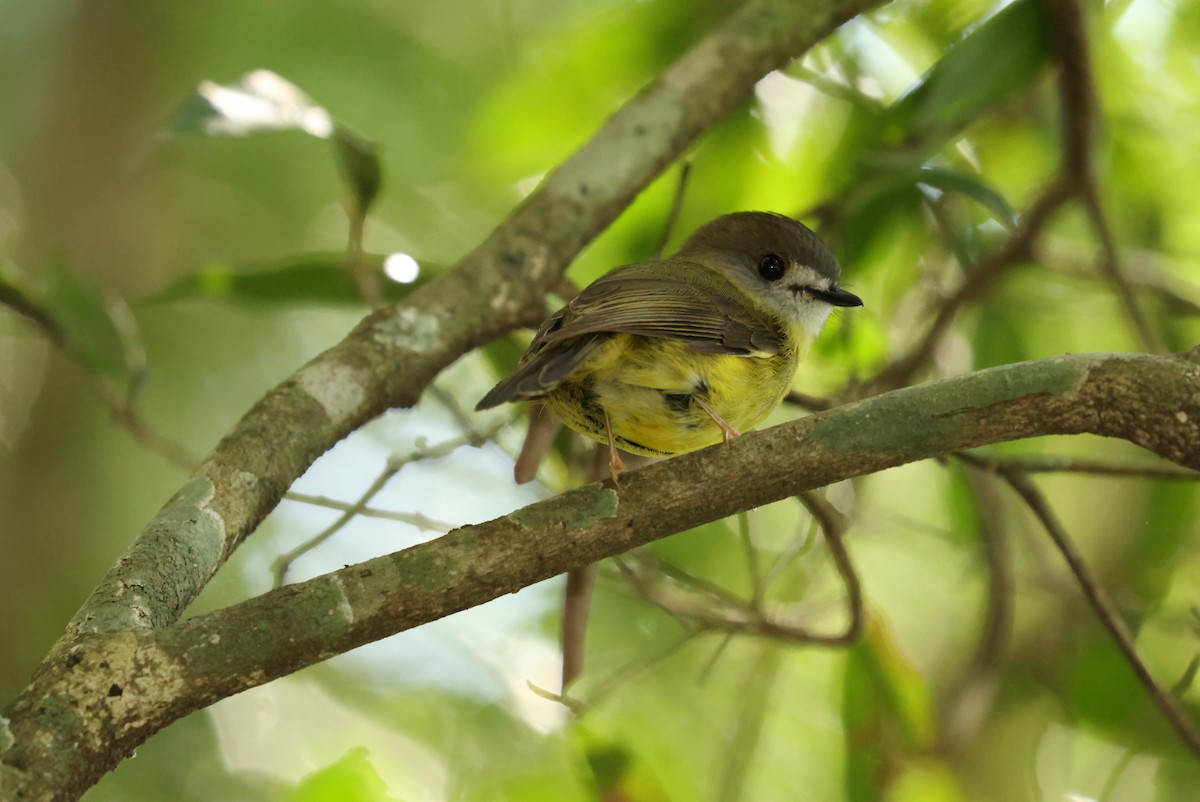 Pale-yellow Robin - ML642800083