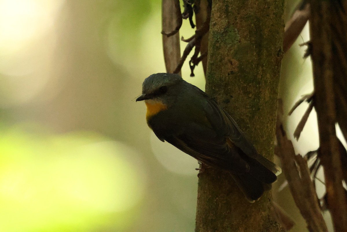 Eastern Yellow Robin - ML642800084