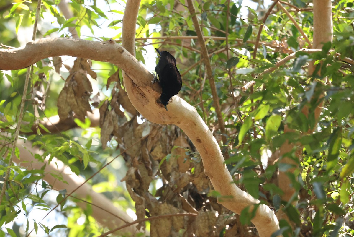 Paradise Riflebird - ML642800090