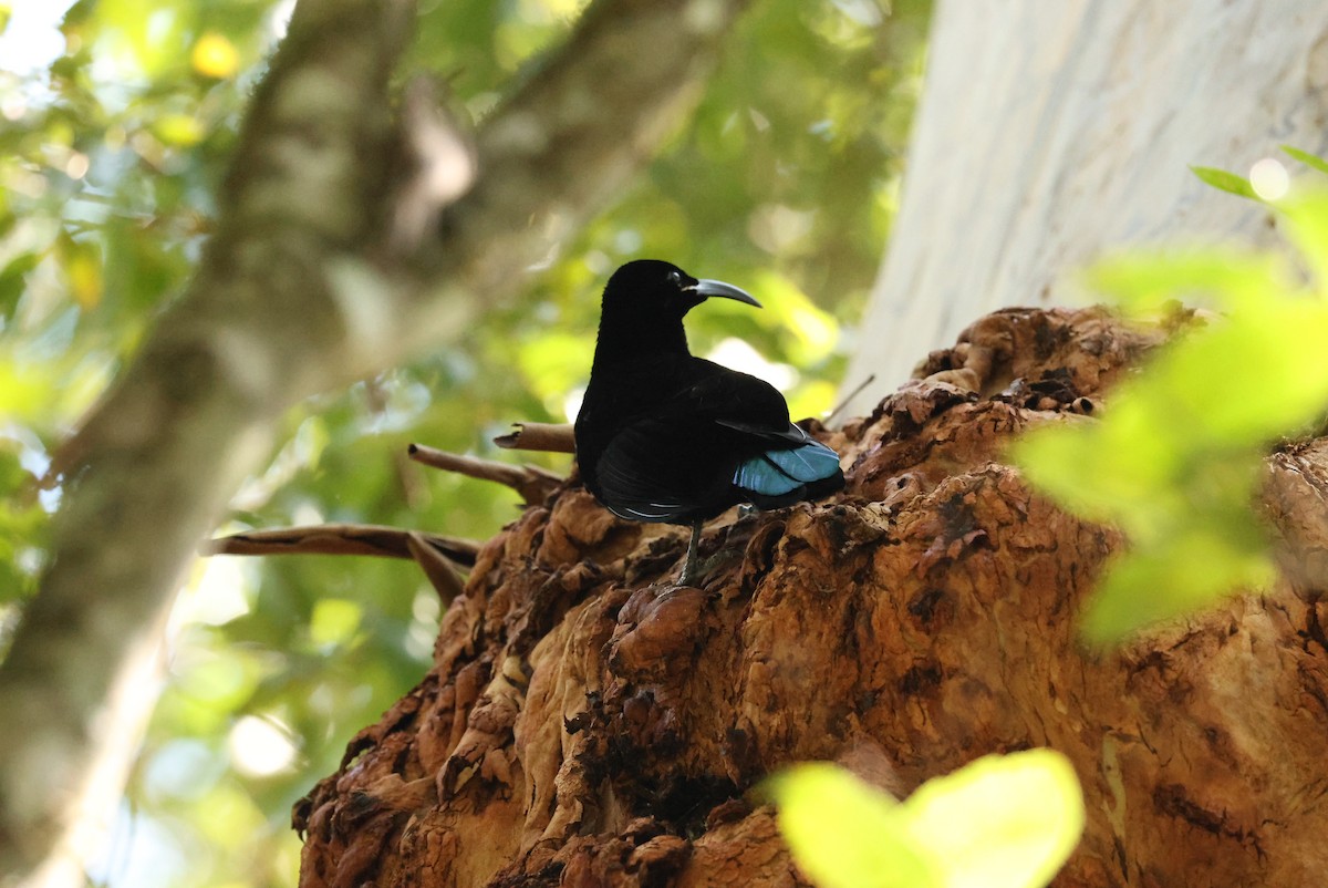 Paradise Riflebird - ML642800093