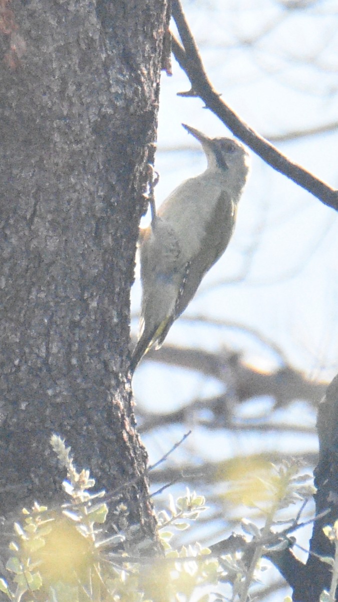 Iberian Green Woodpecker - ML642800104