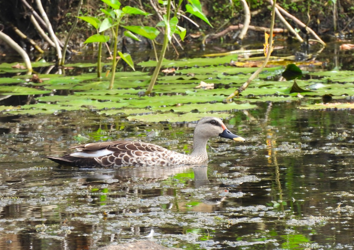 Indian Spot-billed Duck - ML642800115