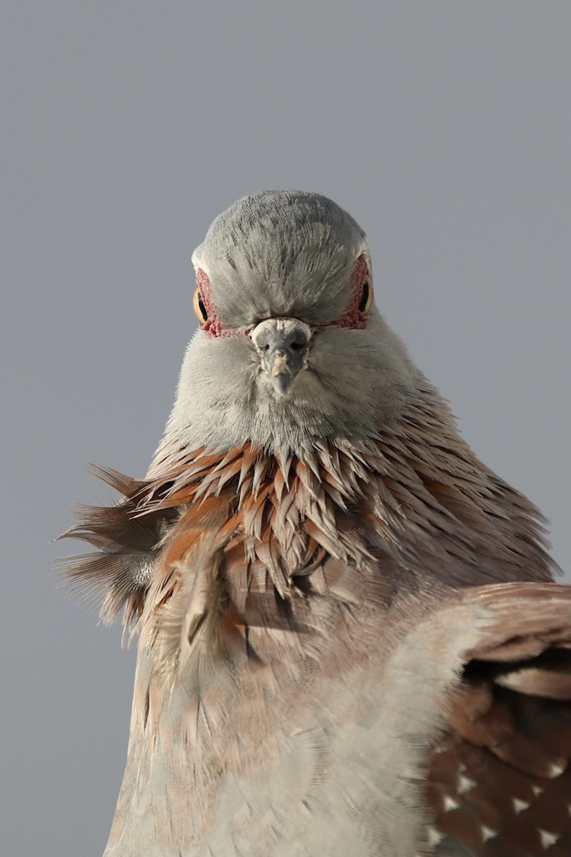 Speckled Pigeon - ML642800126