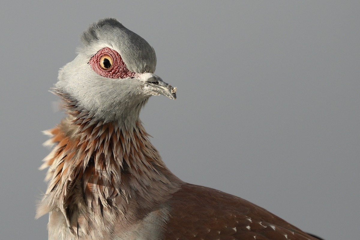 Speckled Pigeon - ML642800127