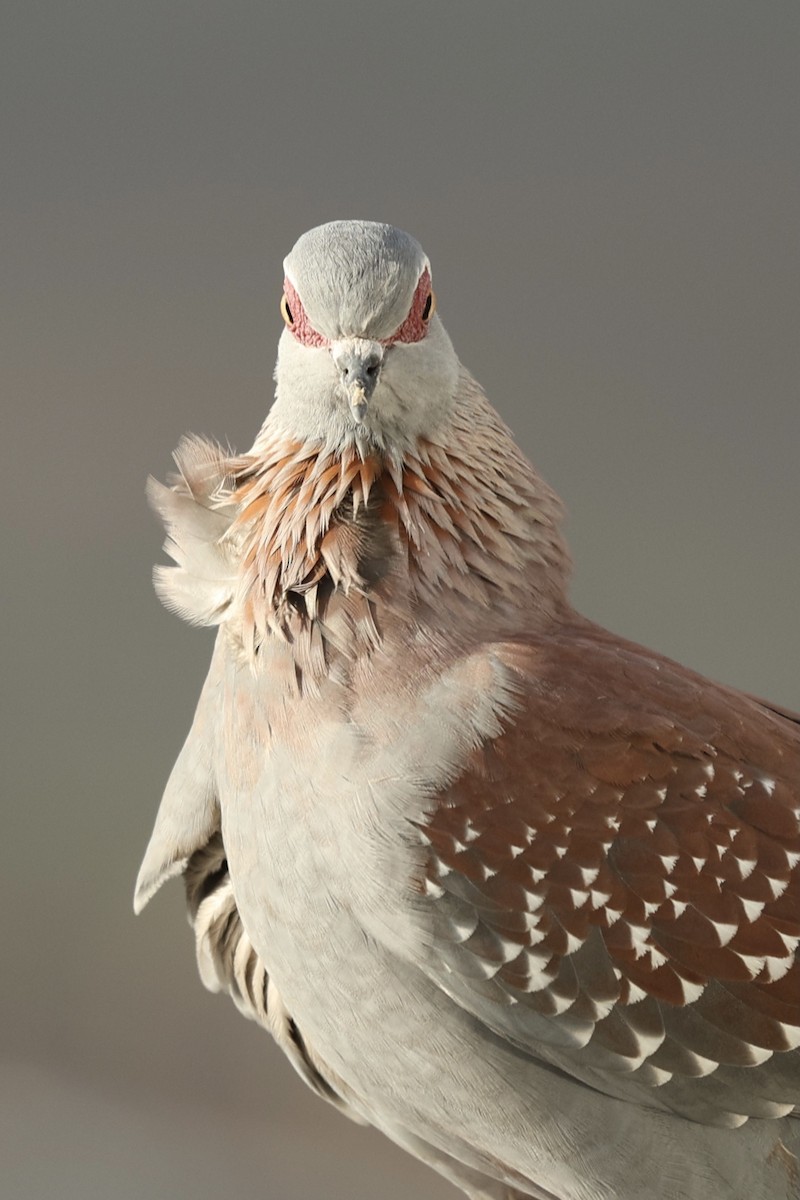 Speckled Pigeon - ML642800128