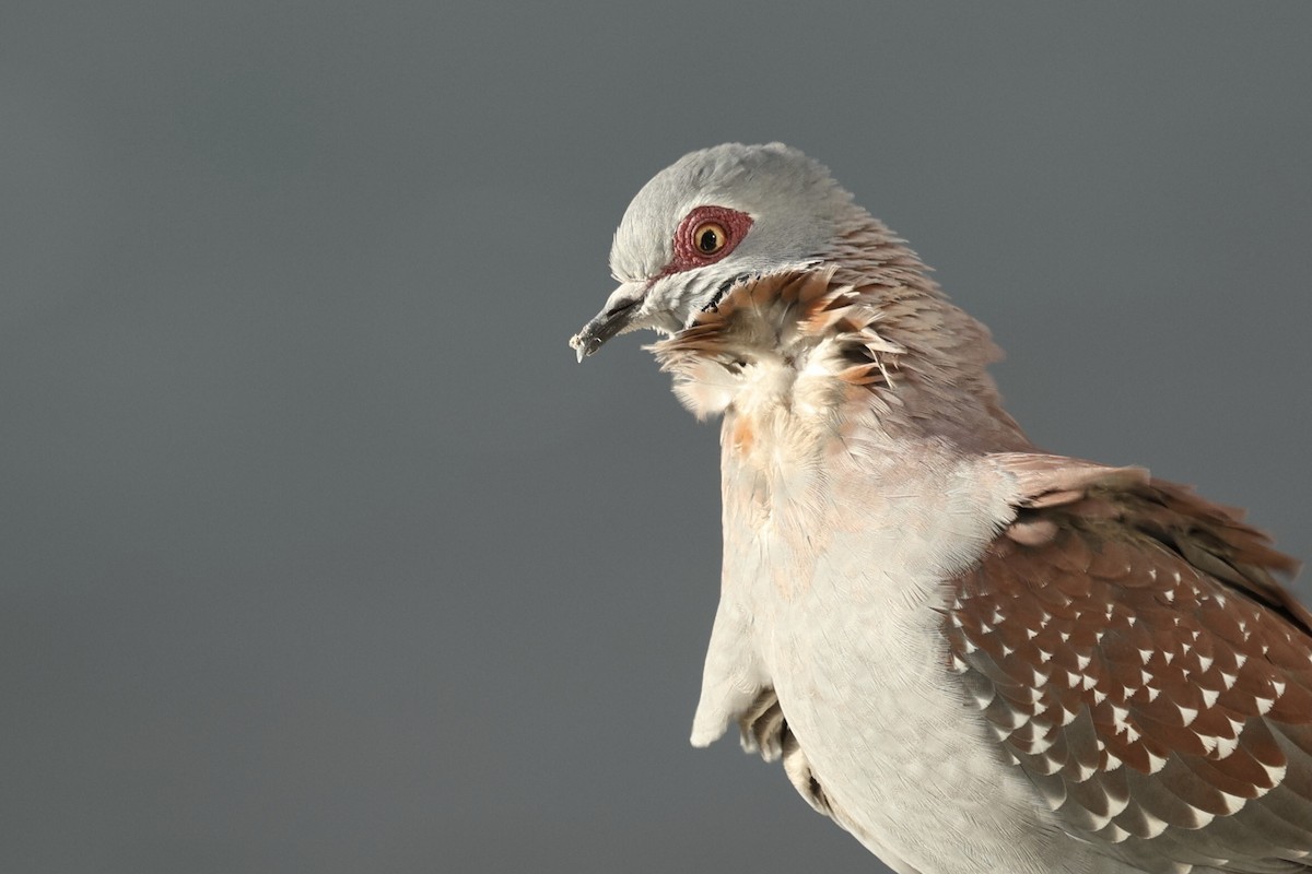 Speckled Pigeon - ML642800129