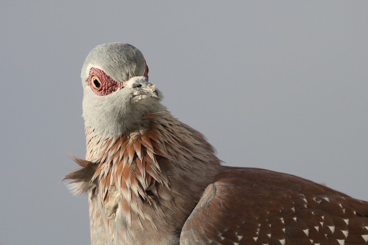 Speckled Pigeon - ML642800130