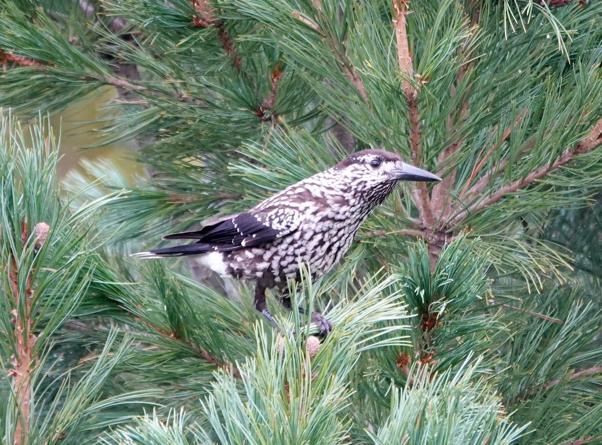 Northern Nutcracker - ML642800133